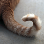 Curly Tail Tale | cobalt123