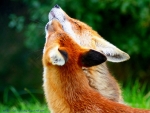 The Look of Love... | By Keven Law